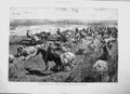Old 1891 Canadian North-West Farming Agriculture Harvest Reaping In M 19th