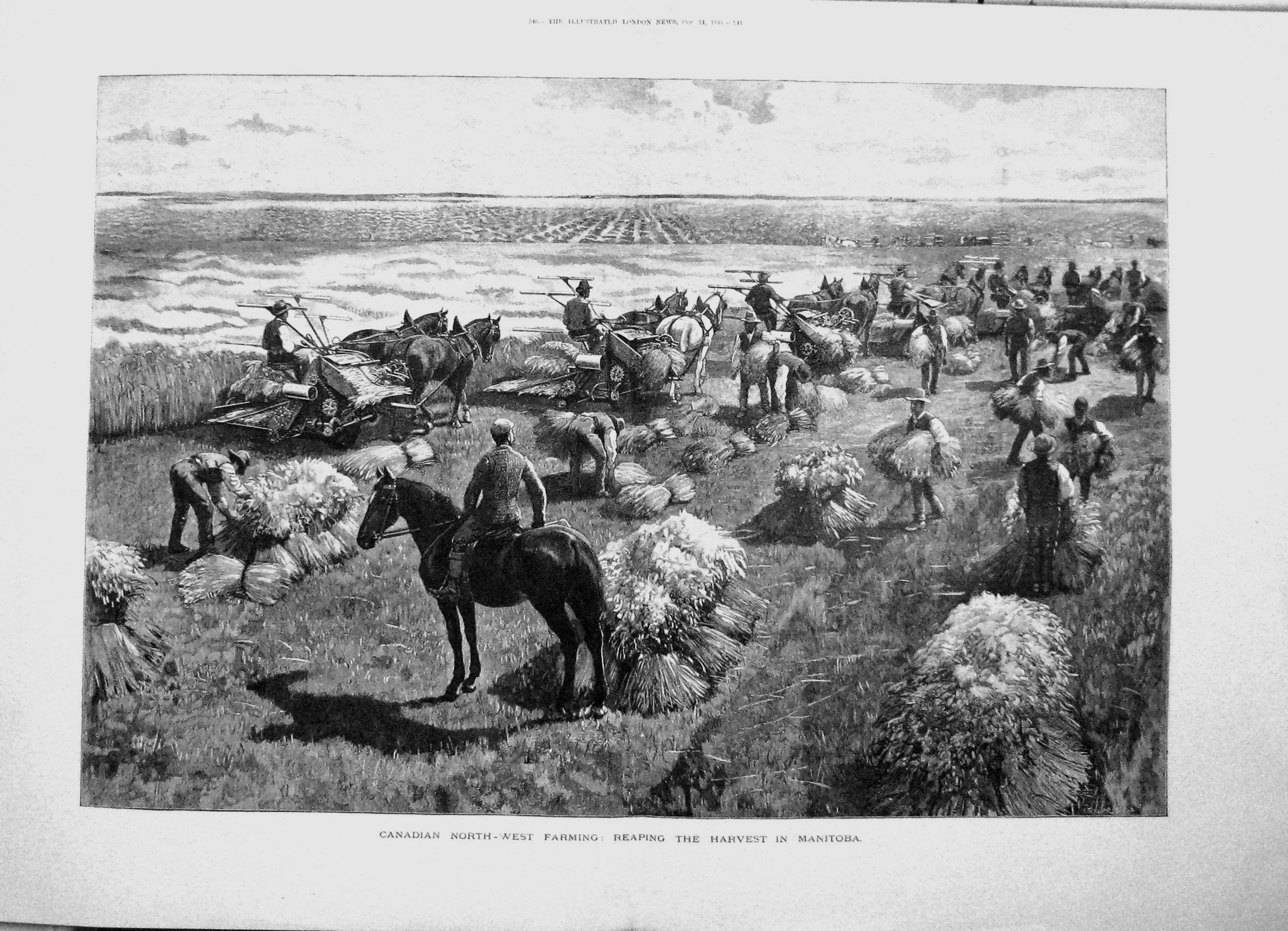 Old 1891 Canadian North-West Farming Agriculture Harvest Reaping In M 19th