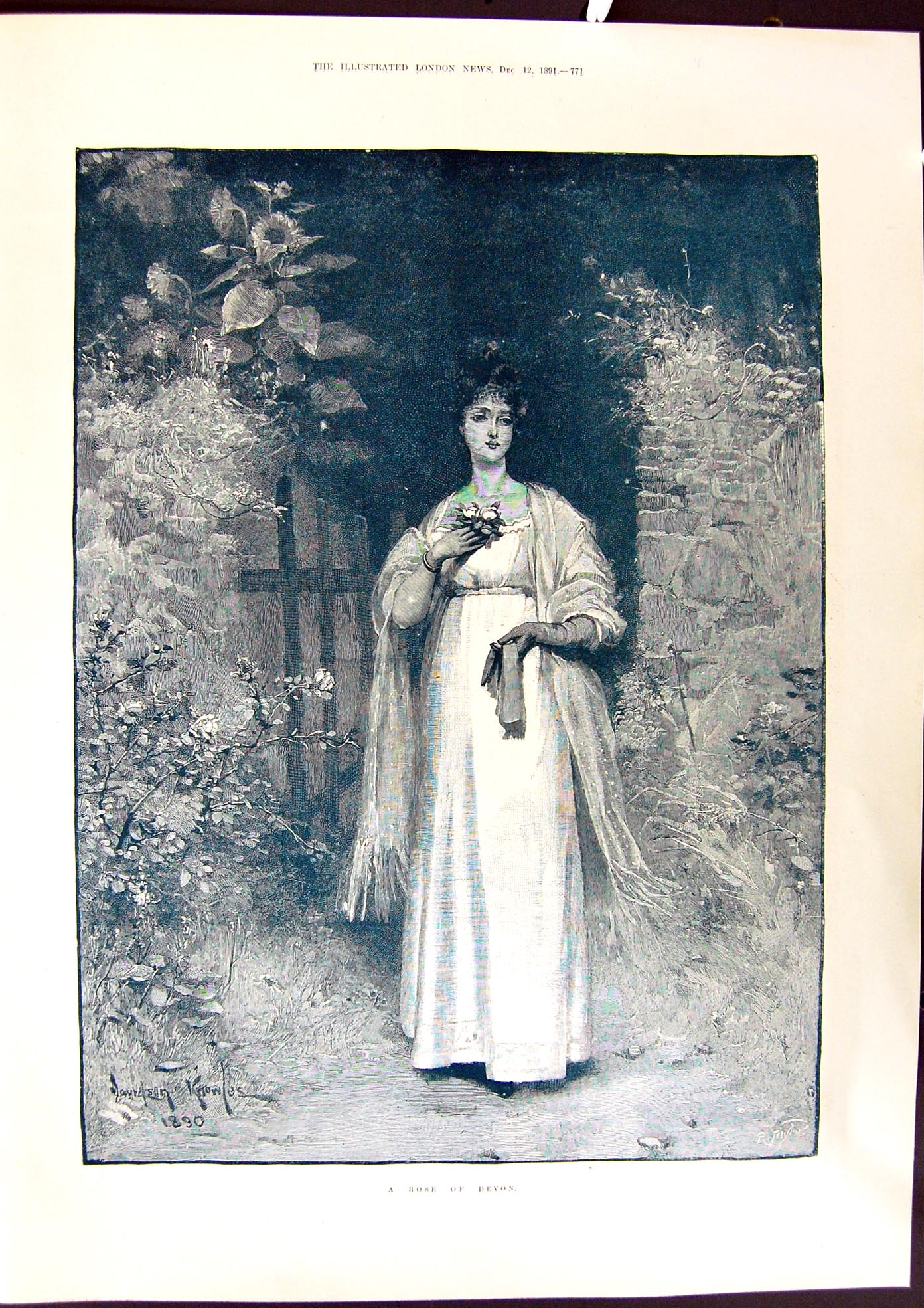 Old 1891 Devon Rose Beautiful Woman Knowles Windsor Thames Valley Flo Victorian