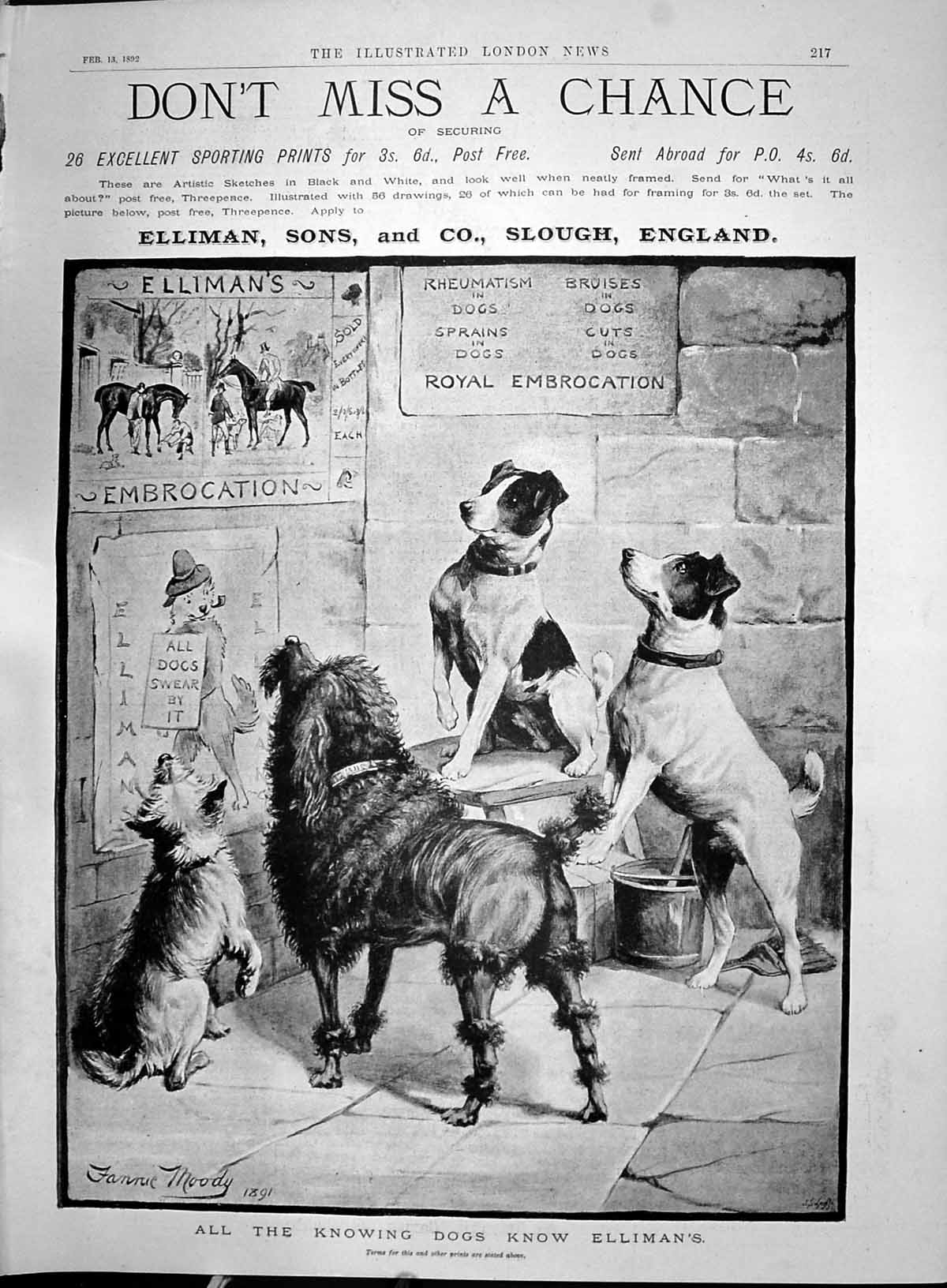 Antique Old Print 1892 Elliman Embrocation Slough England Dogs Fannie Moody