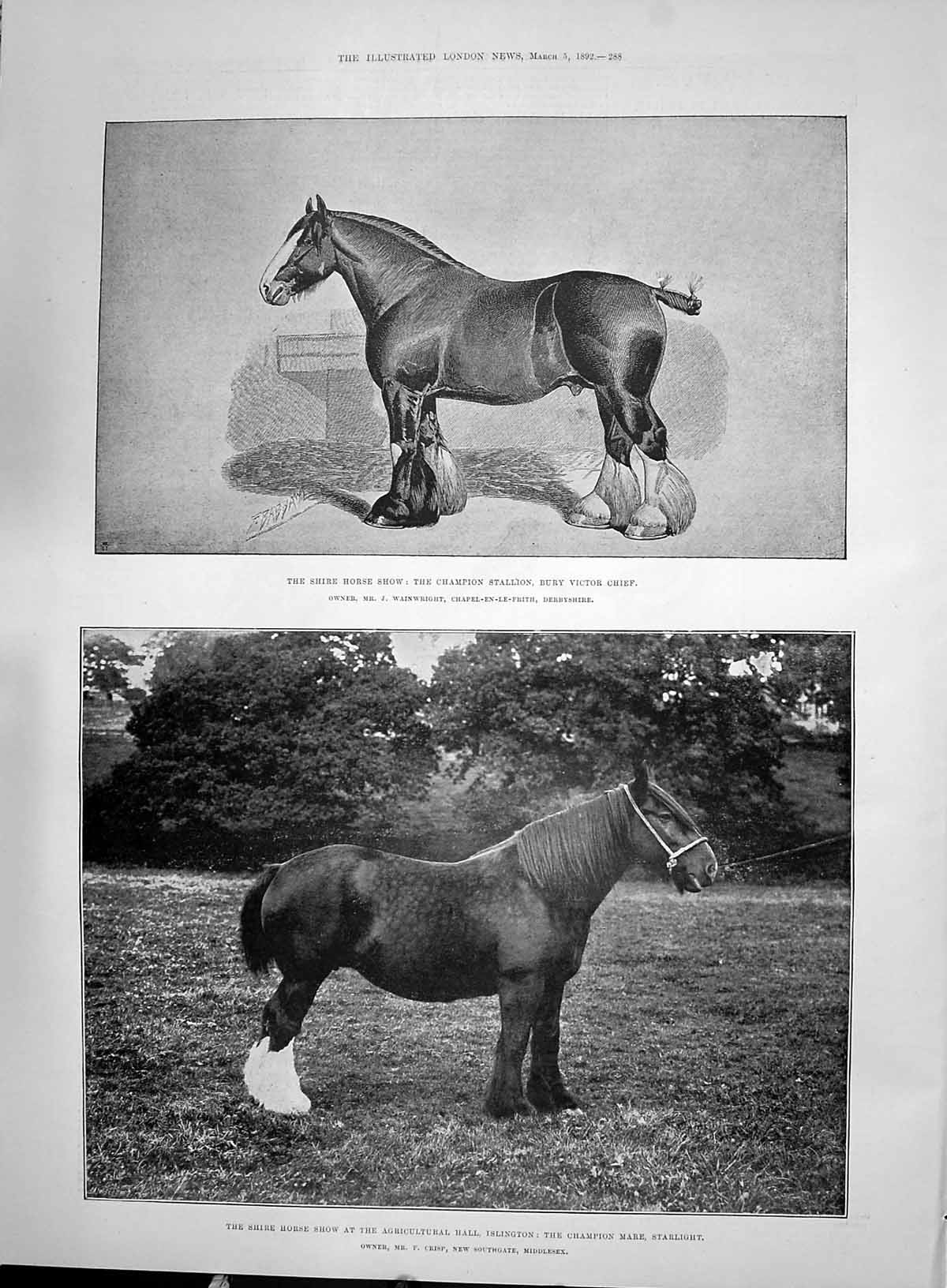 Old 1892 Shire Horse Show Stallion Bury Chief Mare Starlight Islingto Victorian
