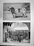 Print 1892 Queen Cattle Bull Earl Feversham Famine Russia Police Petersburg H