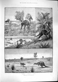 Original Old Antique Print 1892 Kangaroo Hunting Australia Bruce Ricks Cooper