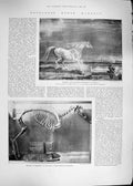 Original Old Antique Print 1892 Napoleons Horse Marengo War Horse Skeleton 19th