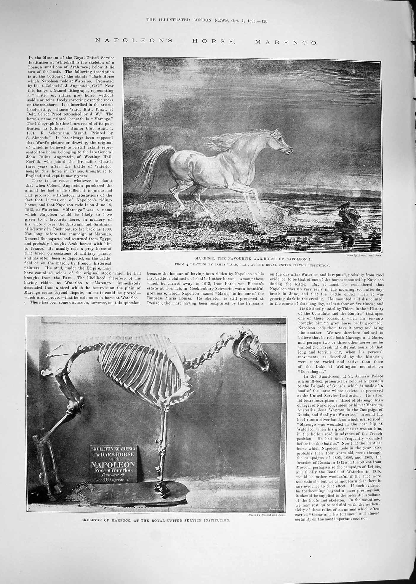 Original Old Antique Print 1892 Napoleons Horse Marengo War Horse Skeleton 19th