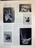 Old 1893 Eland Bull Hippopotamus Skull Wild Dog Nata Hyaena Rhinocero Victorian