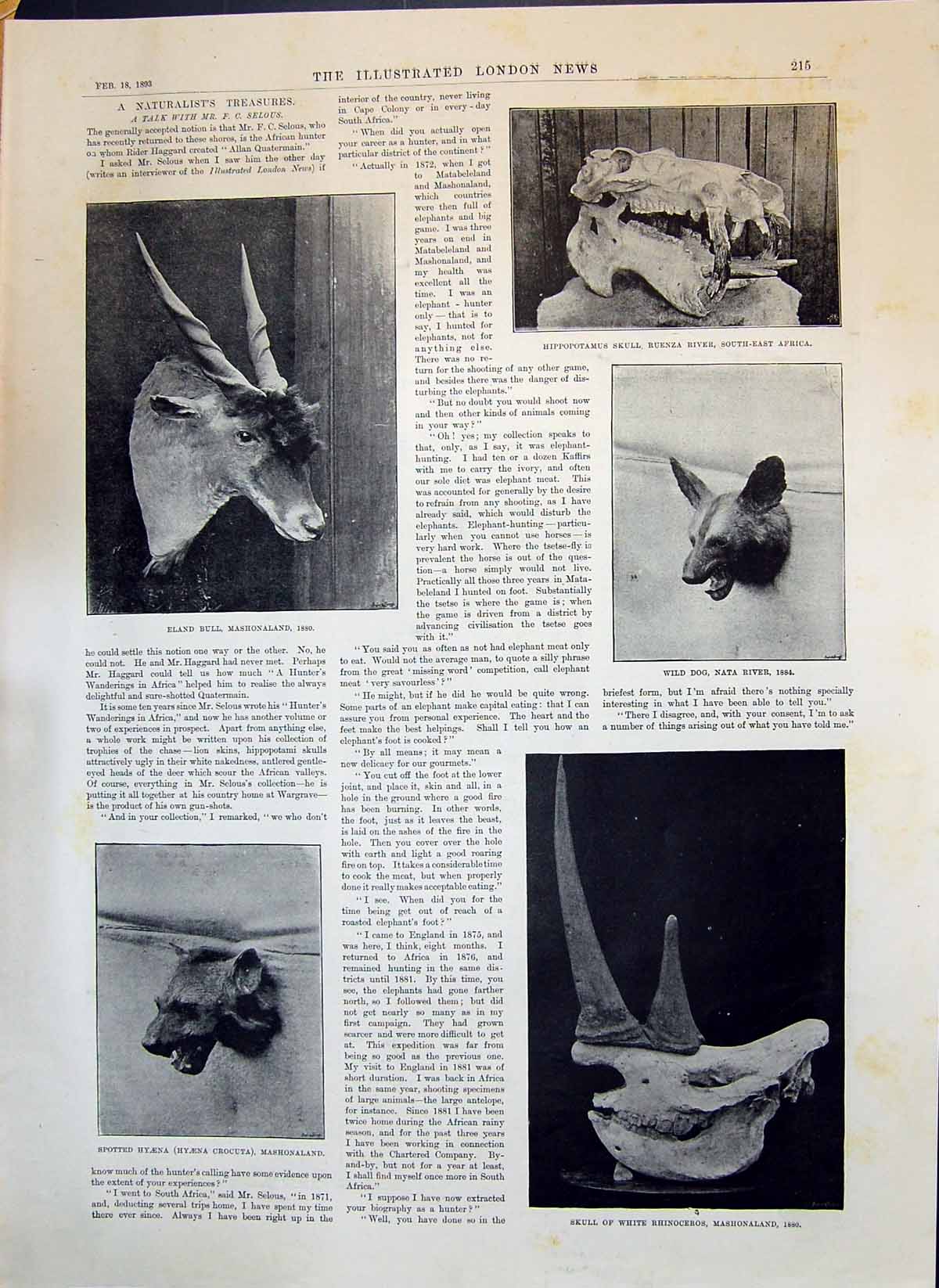 Old 1893 Eland Bull Hippopotamus Skull Wild Dog Nata Hyaena Rhinocero Victorian