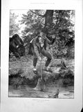 Old Bull Charging Fisherman Mid Catch Bristol Fine Art Exhibition 1893 19th