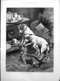 Old Temptation Dogs Cat Cake Prince Arthur Duke Connaught Age1893
