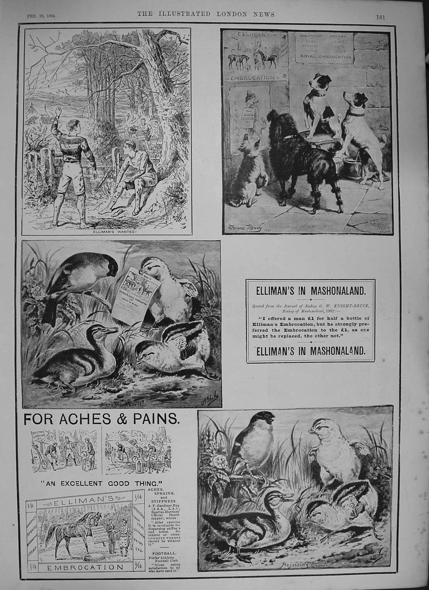 Original Old Antique Print 1894 Advertisement Elliman'S Embrocation Mashonaland