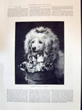 Antique Old Print 1894 Beautiful Puppy Dog Carrying Basket Kittens Reichert