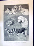 Old 1894 Kennel Club Dog Show Crystal Palace Basset Hound Dalmatian L Victorian
