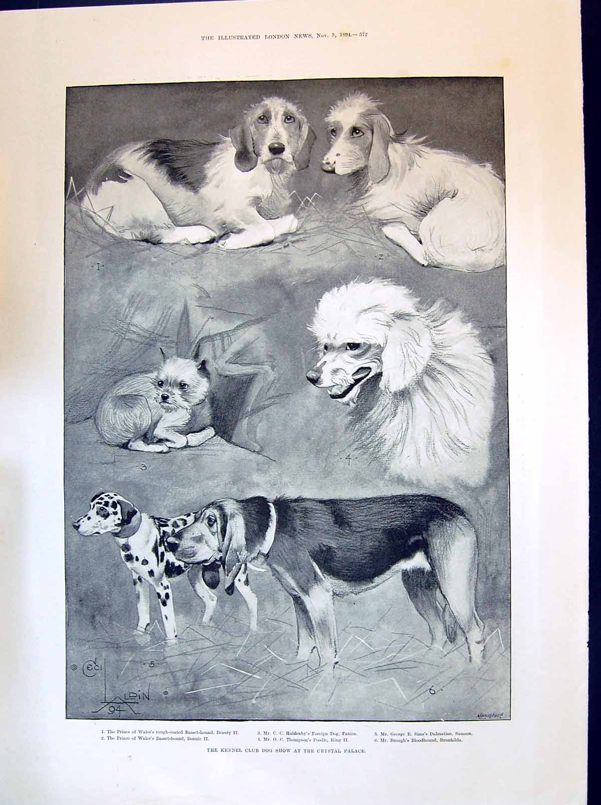 Old 1894 Kennel Club Dog Show Crystal Palace Basset Hound Dalmatian L Victorian