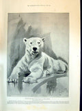 Old 1894 Polar Bear Zoological Gardens Story Rock Dweller Illustratio Victorian