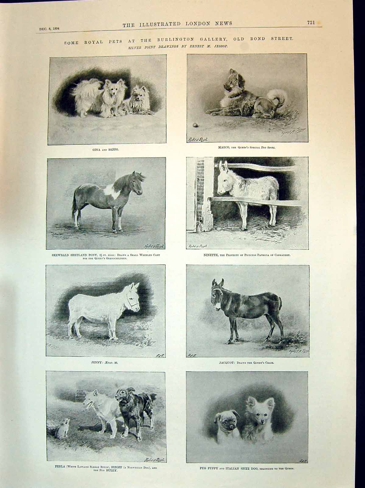 Old 1894 Royal Pets Burlington Dogs Gina Jacquot Donkey Jenny Pony Ni Victorian