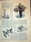 Old 1894 Mistletoe Gatherer France Apple Poplars Trees Holly Ladies W Victorian