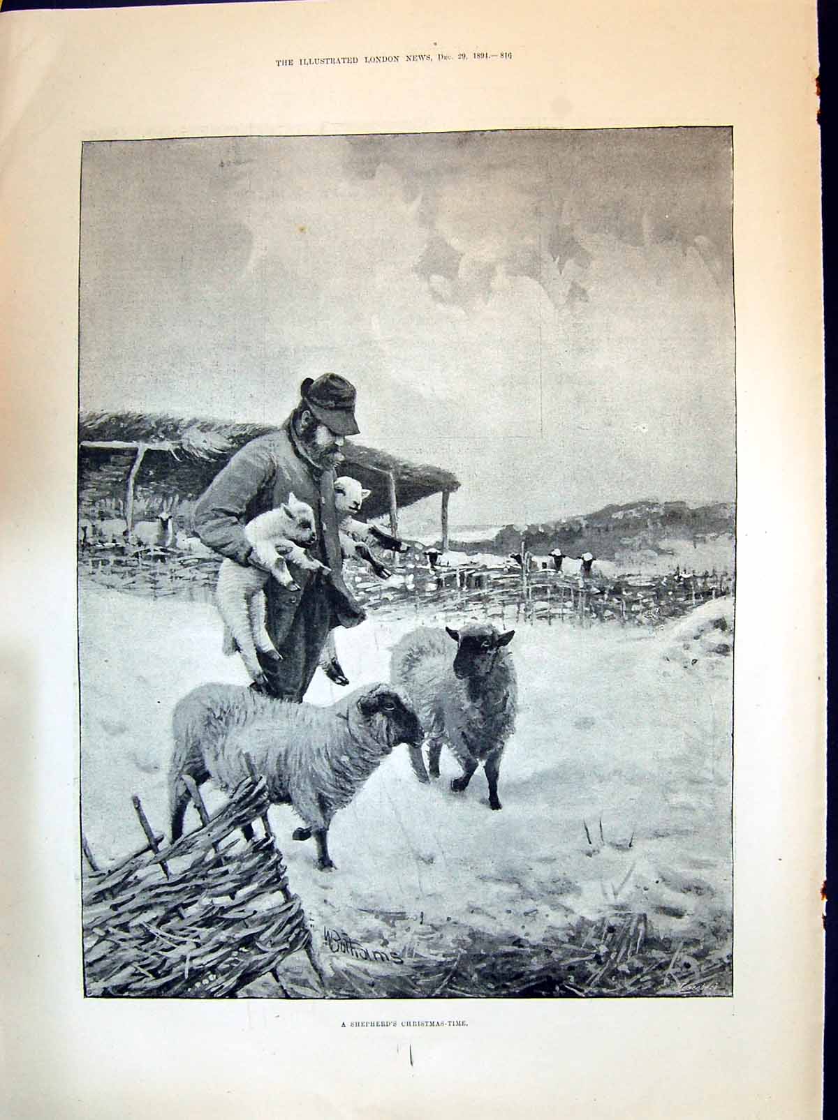 Old 1894 Shepherd Christmas Lambs Sheep General Gourko Warsaw Fog Hor Victorian