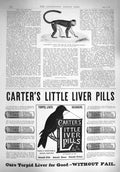Original Old Antique Print 1894 Tiny Frank Buckland Monkey Carters Liver Pills
