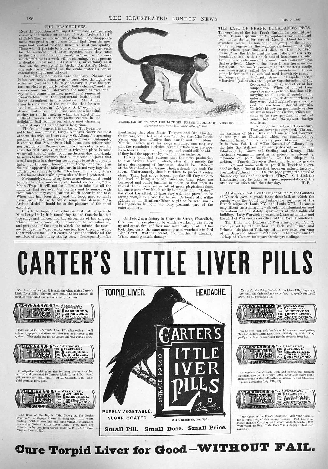 Original Old Antique Print 1894 Tiny Frank Buckland Monkey Carters Liver Pills