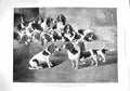 Original Old Antique Print 1895 Moss Pack Basset Hound Dogs Bishops Victorian