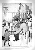 Original Old Antique Print 1895 Giraffe Regent'S Park Ismail Pasha Late 19th