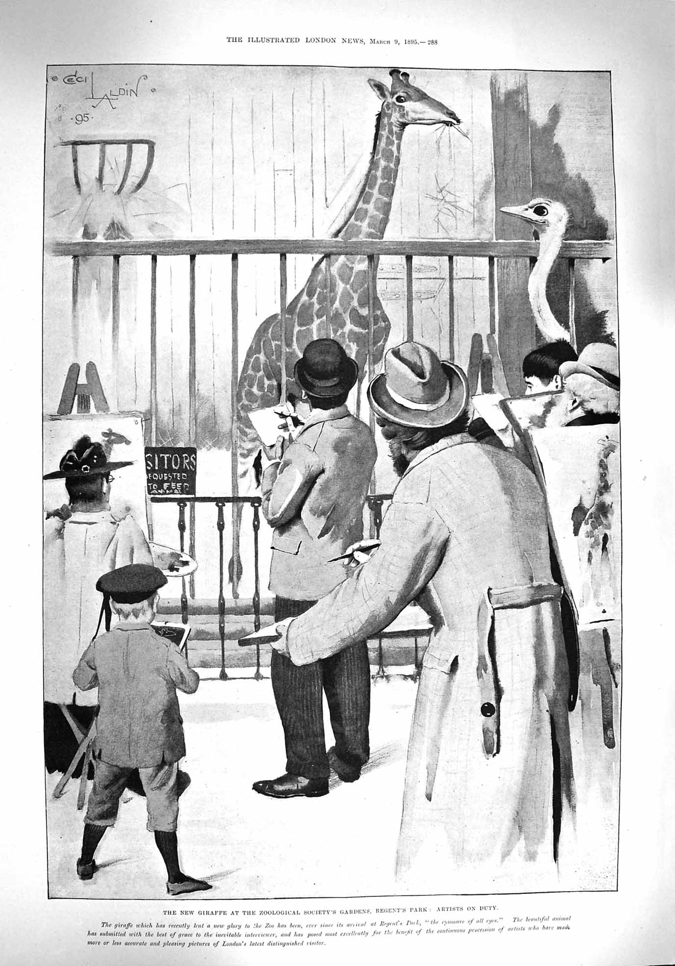 Original Old Antique Print 1895 Giraffe Regent'S Park Ismail Pasha Late 19th