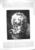 Old Antique Print 1894 Friendship'S Offering Dog Kittens Basket Animals 19th