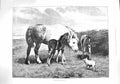 Old Antique Print 1894 Chance Aquaintance Horse Foals Piglet Pig Animals 19th