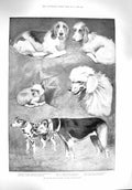 Old Antique Print 1894 Kennel Club Dog Show Crystal Palace Prince Wales 19th