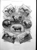 Old Leicester Agricultural Show Members House Commons Kemp Cawley1895 Victorian
