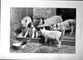 Old J'Y Suis J'Y Reste Puppy Pigs Trough Ipswich Grammar School 1895 Victorian