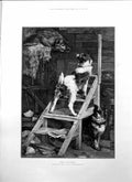 Old Antique Print Come Up Coward Charles Duchene Monkey Dogs Ladder 1895 19th