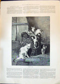 Original Old Antique Print 1896 Kittens Play Basket Portrait Jules Simon 19th