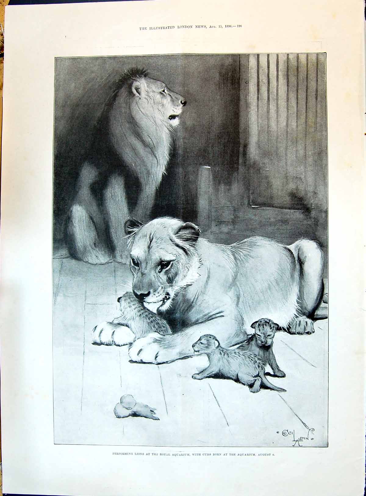Old 1896 Performing Lions Cubs Royal Aquarium Loh-Feng-Luh Carlton Lo Victorian