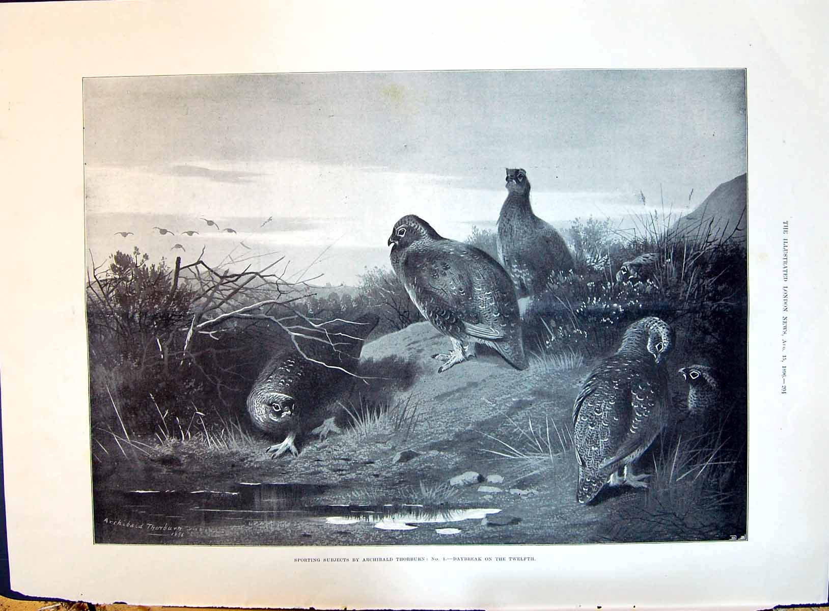 Old 1896 Grouse Birds Hunting Sport Twelfth Thorburn Lady Man Romance Victorian