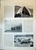 Old Print 1896 Jackson Polar Expedition Elmwood Bear Elmwood Franz Joseph 19th