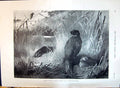 Old 1896 Pheasant Birds Hunting Thorburn Sport Prince Edward York Car Victorian
