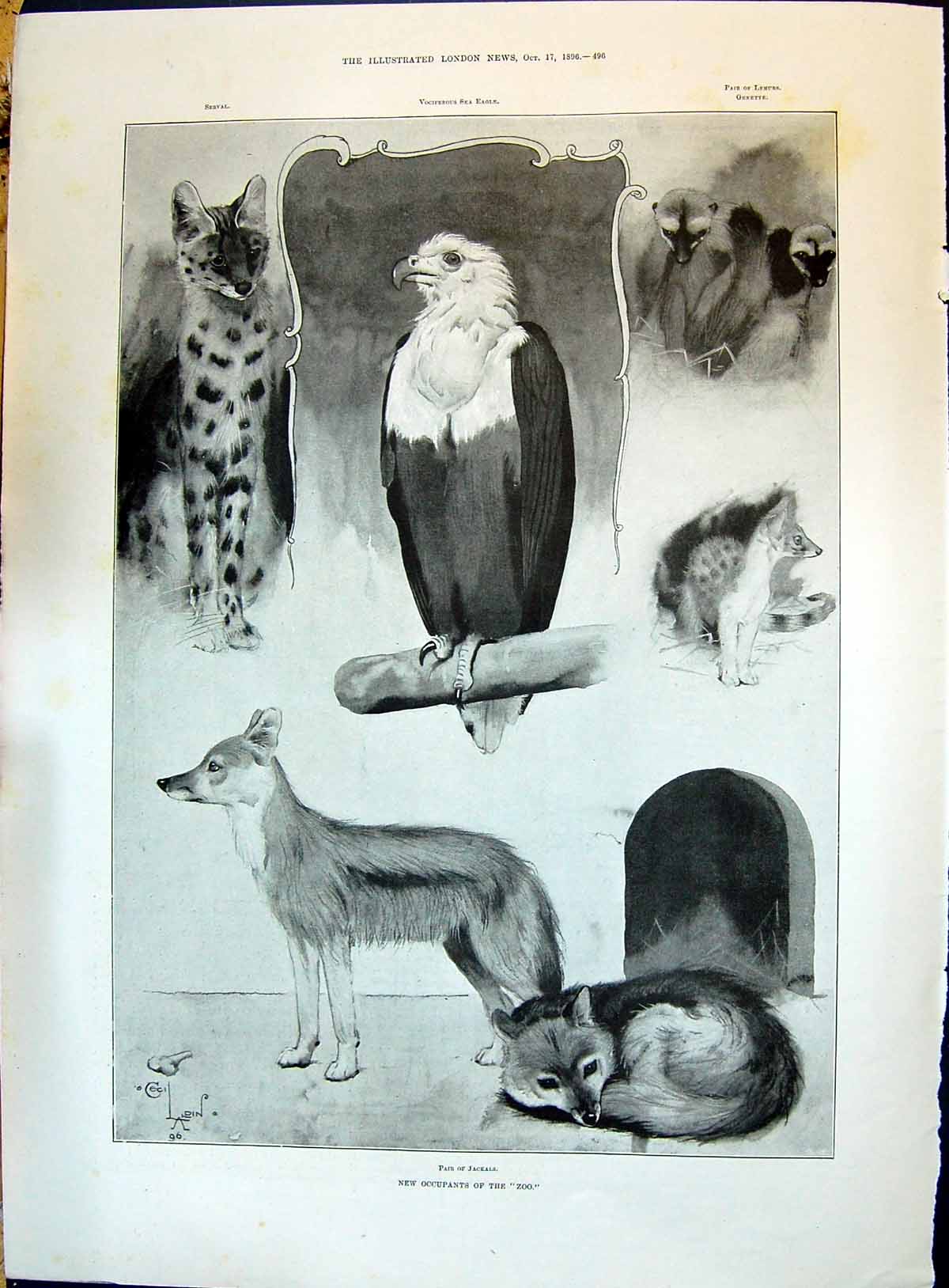 Old 1896 Zoo Animals Jackals Serval Sea Eagle Lemurs Genette Turkish Victorian