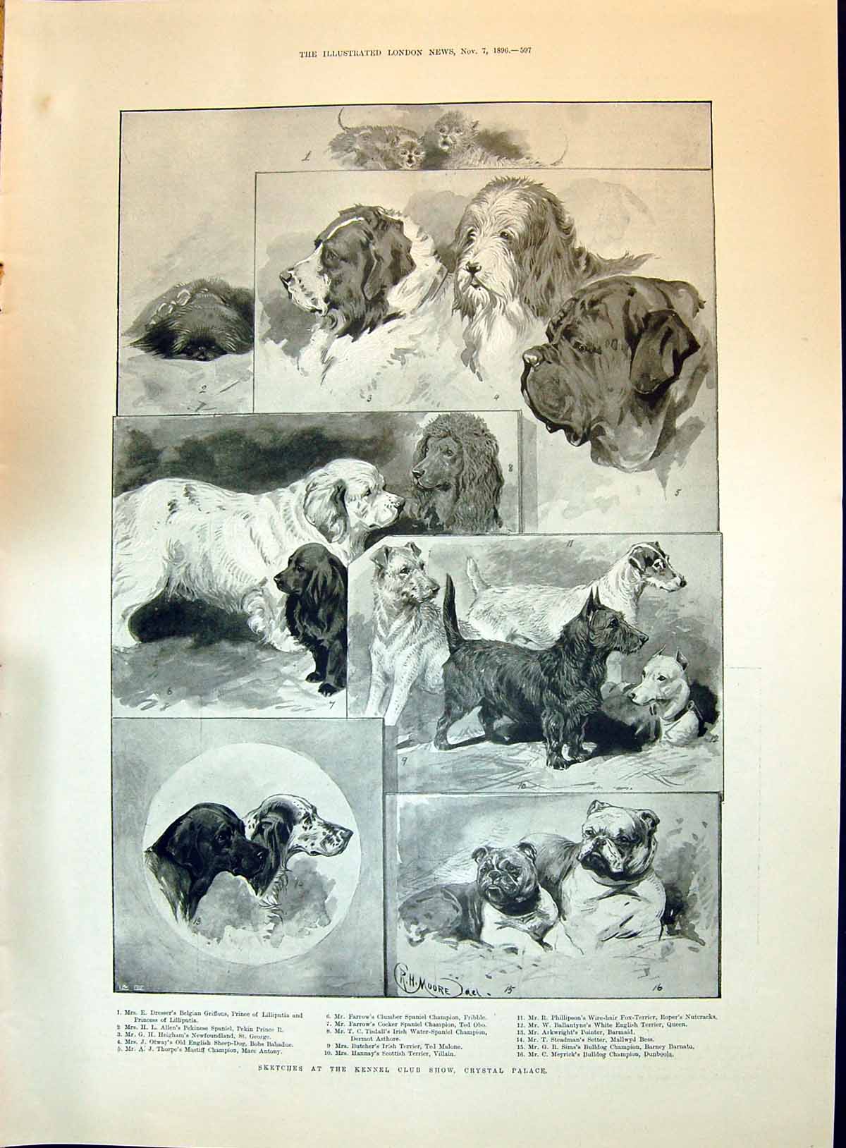 Old 1896 Kennel Club Dog Show Crystal Palace Spaniel Terrier Mckinley Victorian