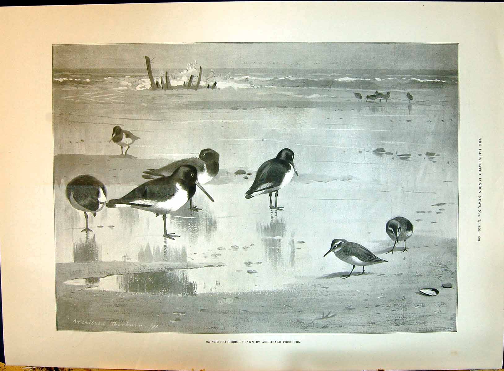 Old 1896 Seashore Scene Birds Beach Thorburn Haymarket Theatre Robe G Victorian