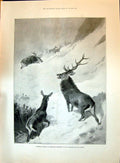 Old 1896 Sport Hunting Stag Snow Mountains Thorburn Jungfrau Snow-Pin Victorian