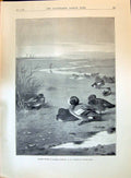 Old Antique Print 1896 Wildfowl Birds Mud Flats Sport Archibald Thorburn 19th