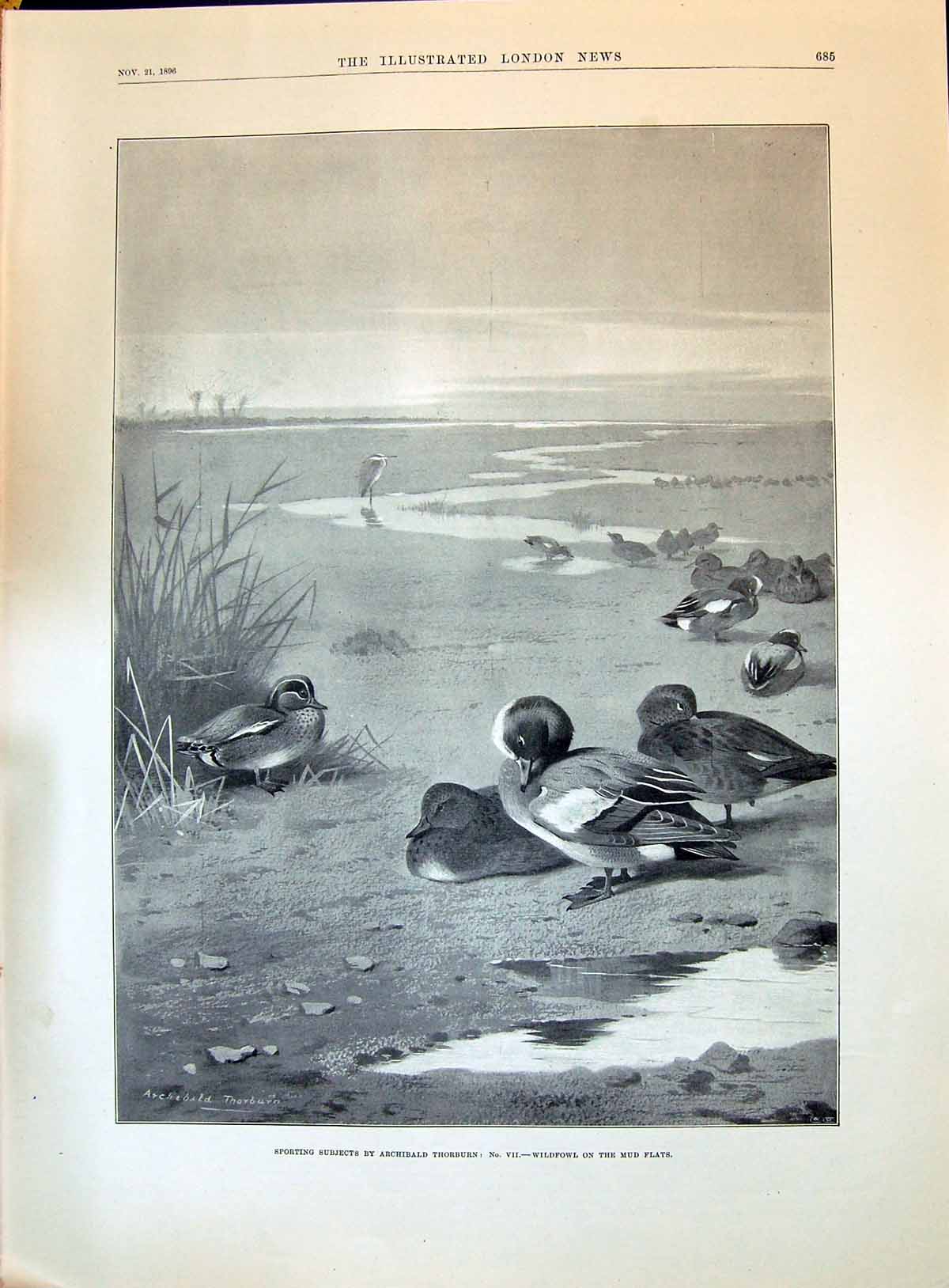Old Antique Print 1896 Wildfowl Birds Mud Flats Sport Archibald Thorburn 19th