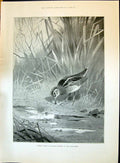Old 1896 Snipe Boring Bird Sport Thorburn General Picton War Ciudad R Victorian