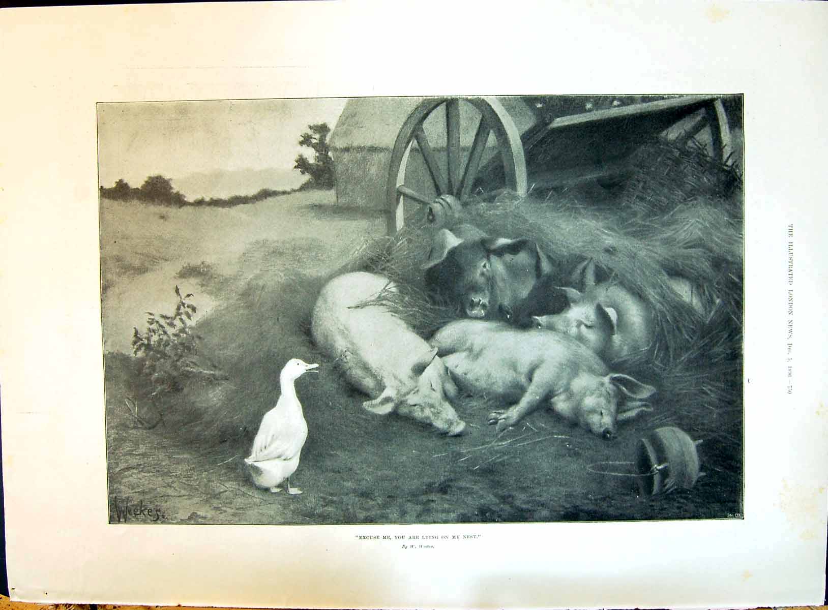 Old 1896 Farmyard Animals Pigs Ducks Straw Cart Guayaquil Ecuador Fir Victorian