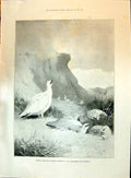 Old 1896 Ptarmigan Birds Hunting Mountains Sport Thorburn Cycle Show Victorian