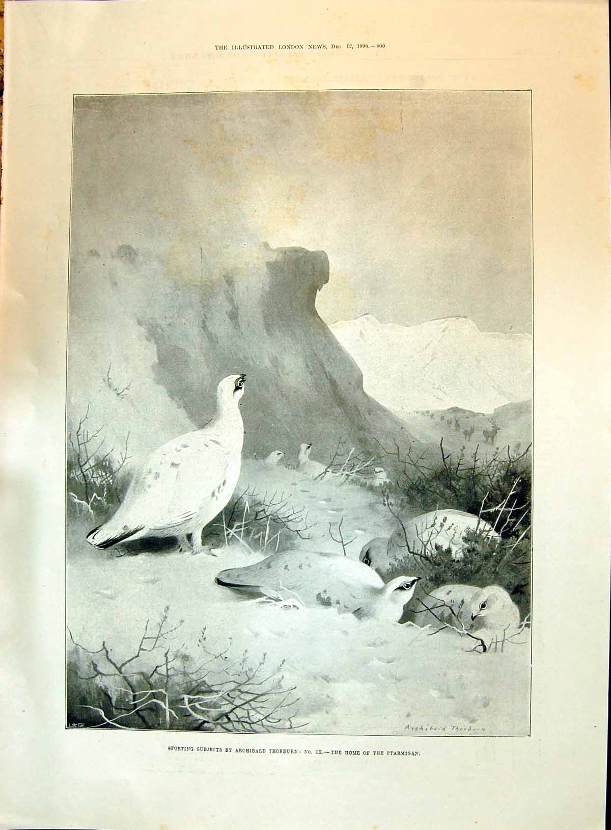 Old 1896 Ptarmigan Birds Hunting Mountains Sport Thorburn Cycle Show Victorian