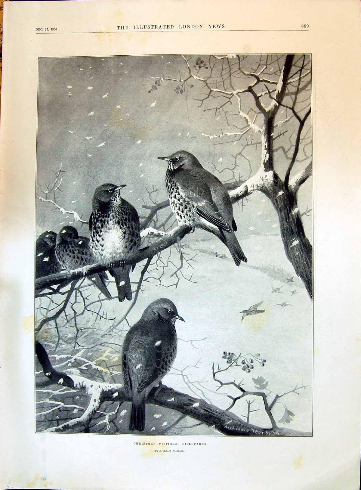Old 1896 Christmas Visitors Fieldfares Birds Snow Thorburn Salutation Victorian