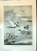 Old 1897 Terns Birds Sheltered Corner Archibald Thorburn Outdoor Scen Victorian