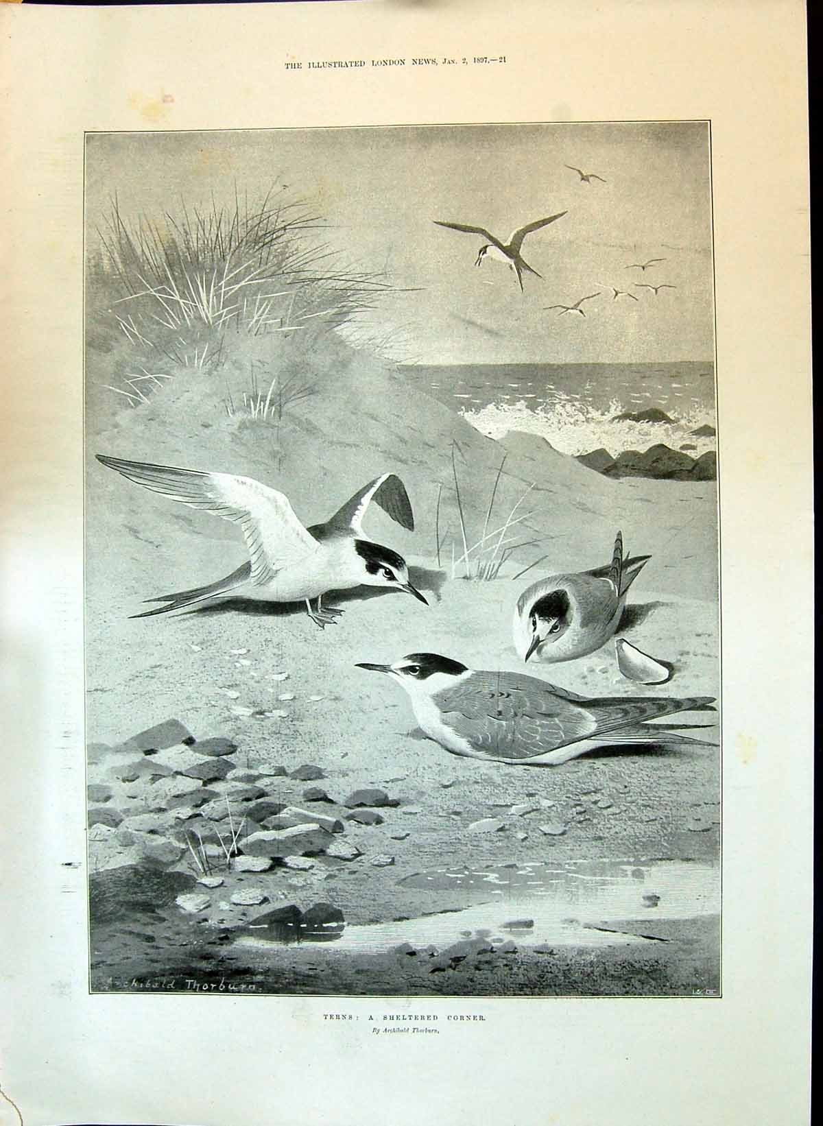 Old 1897 Terns Birds Sheltered Corner Archibald Thorburn Outdoor Scen Victorian